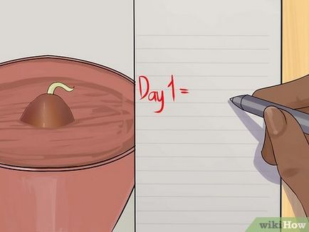 Cum să crească un stejar dintr-o ghindă