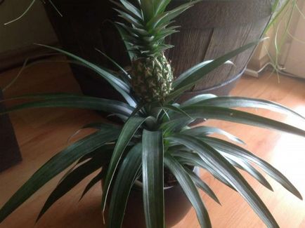 Cum să crească un ananas din partea de sus în casa foto și video