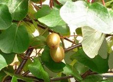 Cum să crească din semințe de kiwi
