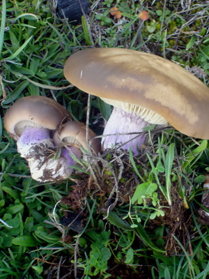 Ca ciupercile sălbatice cresc în grădina de plantare și cultivare de cabana ciuperci