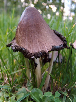 Ca ciupercile sălbatice cresc în grădina de plantare și cultivare de cabana ciuperci