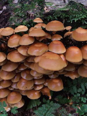 Ca ciupercile sălbatice cresc în grădina de plantare și cultivare de cabana ciuperci