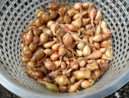 Cum să crească ceapa în casă, pentru a alege semințe și răsaduri