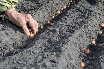 Cum să crească ceapa în casă, pentru a alege semințe și răsaduri