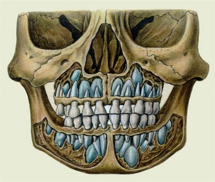 Cum să crească dinți noi în loc de dinți extrași - Situația de fapt, procedura, practica la domiciliu