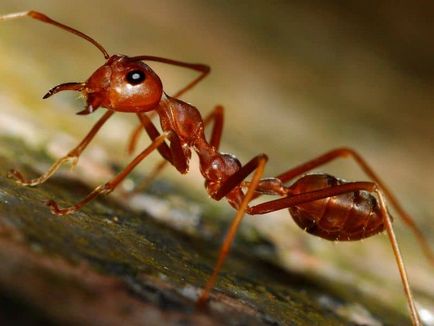 Cum de a afișa furnicile din casa căile de atac populare