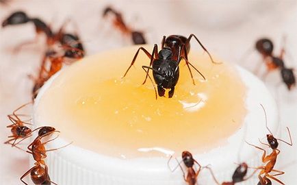Cum de a afișa furnicile din casa căile de atac populare