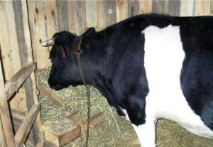 Cum de a rula stomacul vacii în cazul blocajelor