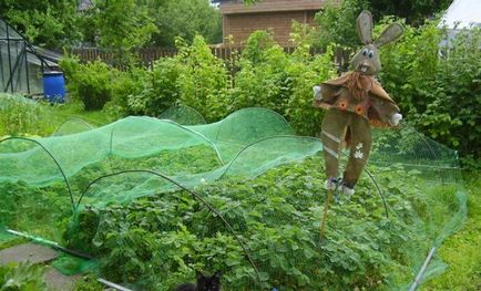 Cum de a proteja căpșunile de la păsări metode testate în grădină ()
