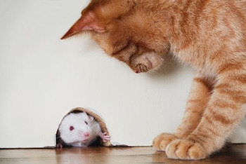 Cum de a face șoareci pisica de captură, adăpost pentru animale, g