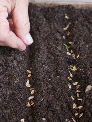 Calendarul grădinar în luna iulie pe care le puteți planta care ajunge la maturitate în luna iulie