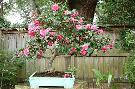 Camellia cameră de flori - îngrijire, cultivarea și întreținerea acasă, foto, video