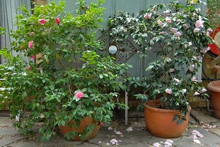 Camellia cameră de flori - îngrijire, cultivarea și întreținerea acasă, foto, video