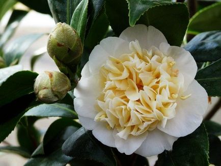 îngrijire Camellia și cultivarea în casă
