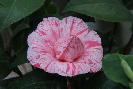 îngrijire Camellia și cultivarea în casă