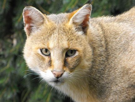 Jungle pisica - animalele de companie sau animal sălbatic