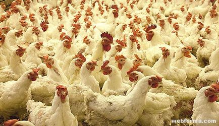 Canibalismul la puii de găină cauzează și controlul ciugulit