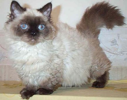 Korotkolapye rase pitice de pisici - cu fotografii și nume korotkolapye pisici