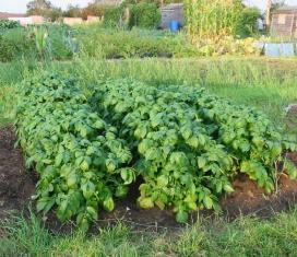 Cartofi - legume verzi și culturi