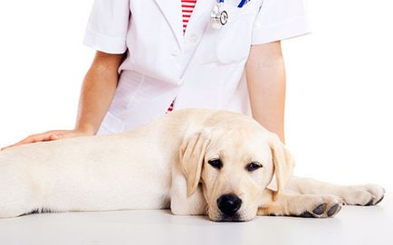 Castrarea câinilor caracteristici și avantaje ale procedurii