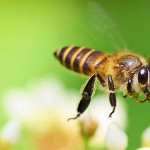 De ce vis de o albină într-o interpretare vis vis