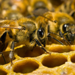 De ce vis de o albină într-o interpretare vis vis