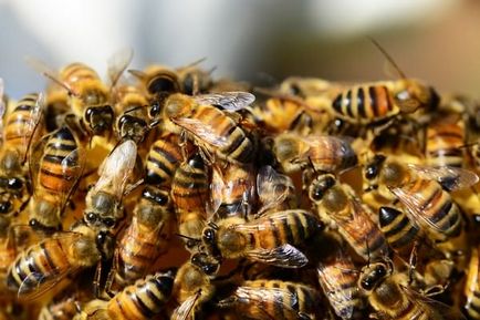 De ce vis despre albine interpretare de vis, roi pentru a vedea muscatura, viespe că înțepat în casă, o mare, atac,