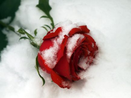 De ce vis de trandafiri (roșu, alb, roz, negru, și altele) fată, o femeie sau un buchet de petale