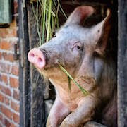 De ce vis a vis-o carte de porc de porc vis un vis