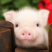 De ce vis a vis-o carte de porc de porc vis un vis