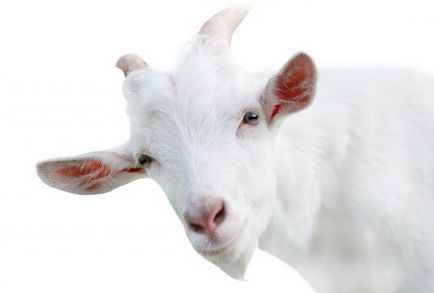 Se fierbe sau nu compoziția laptelui de capră și de proprietățile de lapte de capră