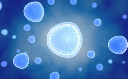 Imunitatea celulară că vitaportal - Sănătate și Medicină