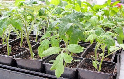 Când răsaduri de tomate după scufundare pick tomatele lunar 2017 pentru puieți, în (după) Când răsaduri de tomate scufunda după o tomate de pick în calendarul lunar 2017 pentru puieți în