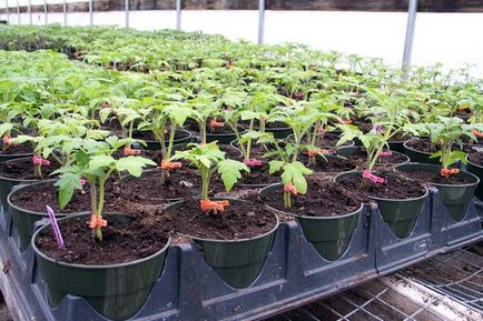Când răsaduri de tomate după scufundare pick tomatele lunar 2017 pentru răsaduri de la (pick) Când răsaduri de tomate scufunda după o tomate de pick în calendarul lunar 2017 pentru puieți în