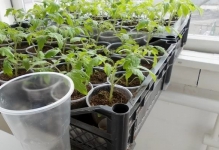 Când răsaduri de tomate după scufundare pick tomatele lunar 2017 pentru răsadurilor în (încolțirea) Când răsaduri de tomate scufunda după o tomate de pick în calendarul lunar 2017 pentru puieți în