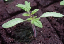 Când răsaduri de tomate după scufundare pick tomatele lunar 2017 pentru puieți în (scufundare) Când răsaduri de tomate scufunda după o tomate de pick în calendarul lunar 2017 pentru puieți în
