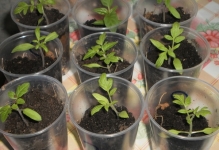 Când răsaduri de tomate după scufundare pick tomatele lunar 2017 pentru puieți în (tomate) Când răsaduri de tomate scufunda după o tomate de pick în calendarul lunar 2017 pentru puieți în