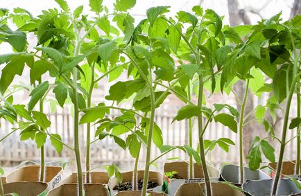 Când răsaduri de tomate scufunda după o tomate de pick în calendarul lunar 2017 pentru puieți în