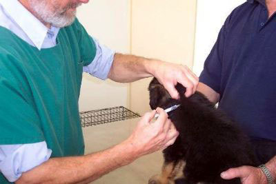 Când să se vaccineze pui Shepherd, foto și video