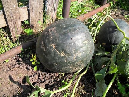 Când plantarea răsadurilor de pepene verde - pregătirea semințelor și a regulilor de cultivare (pepene verde) Când plantarea răsadurilor de pepene verde - pregătirea semințelor și a regulilor de cultivare
