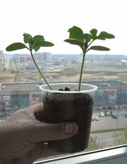 Când plantarea răsadurilor de pepene verde - pregătirea semințelor și a regulilor de cultivare (puieți) Când plantarea răsadurilor de pepene verde - pregătirea semințelor și a regulilor de cultivare