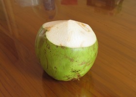 nucă de cocos copac la domiciliu udare, transplantare, temperatura