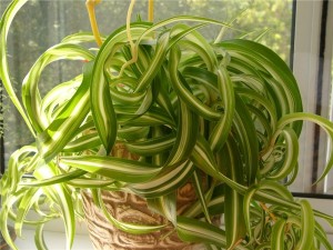 Chlorophytum houseplant linii directoare de îngrijire și de reproducere în casă