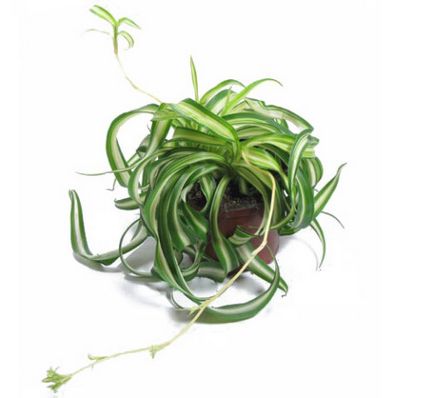 Chlorophytum houseplant linii directoare de îngrijire și de reproducere în casă