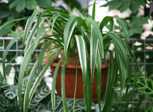 Chlorophytum houseplant linii directoare de îngrijire și de reproducere în casă