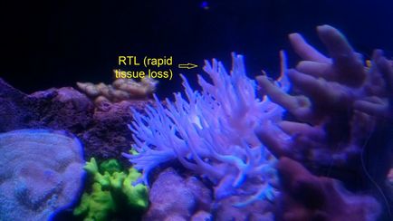 Boala Coral - prevenirea si tratamentul coralilor • orphek