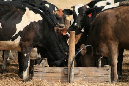 Hrana pentru vaci și viței-un furaj este revizuire completă