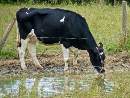 Hrănirea dieta vaci, cât de mult să se hrănească, fân