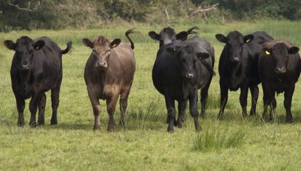 Hrănirea dieta vaci, cât de mult să se hrănească, fân