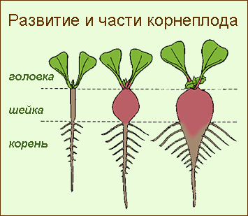 Legumele rădăcinoase, ce includ legume